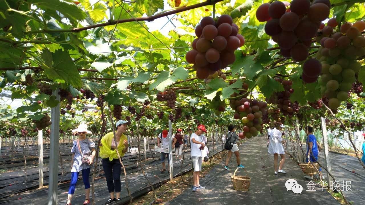 淘学到浦江│孩子们都说美的地方，一定很美！（获奖作品）