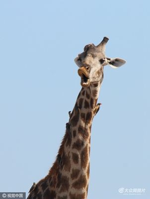 猩猩呆萌抠鼻鹈鹕悲催掉鱼动物界“谐星”分分钟治愈你