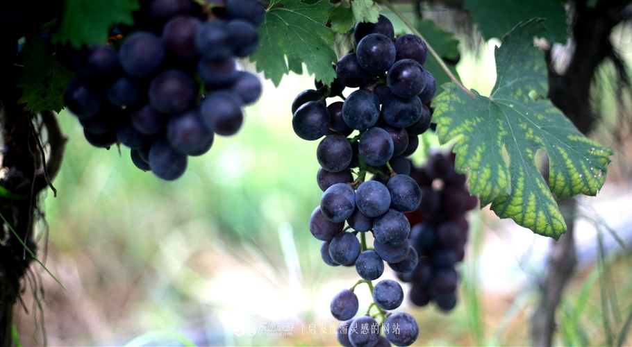 广东的香格里拉新丰县,新丰云髻山香格里拉