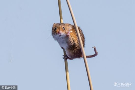 猩猩呆萌抠鼻鹈鹕悲催掉鱼动物界“谐星”分分钟治愈你