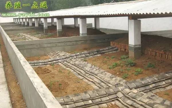 新式养蝎养殖方法,恒温养殖蝎子的种蝎从何而来