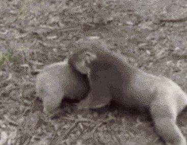 “太子妃”下架，乐视开启暴走模式？！