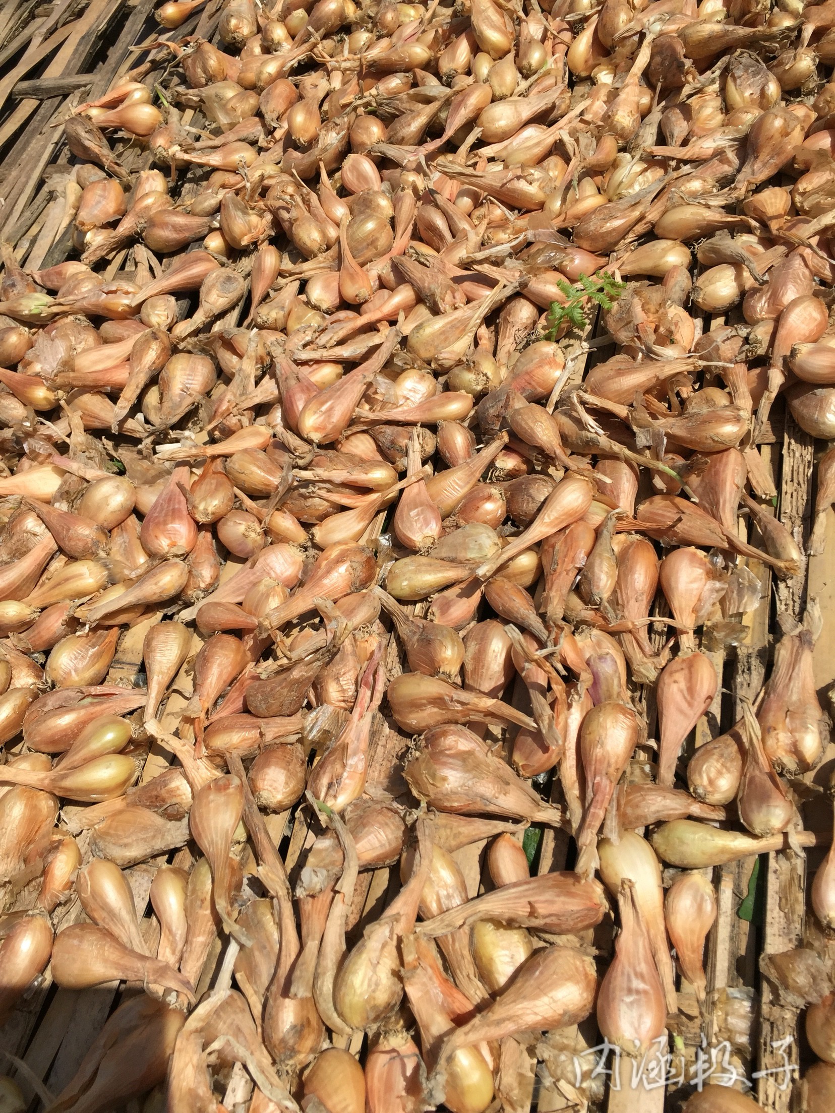 今天是我生日,我决定要破费一下