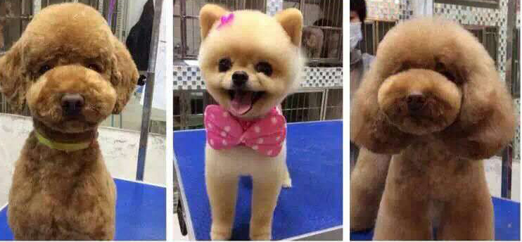 成都到底有好时尚？看下这些宠物你就晓得了