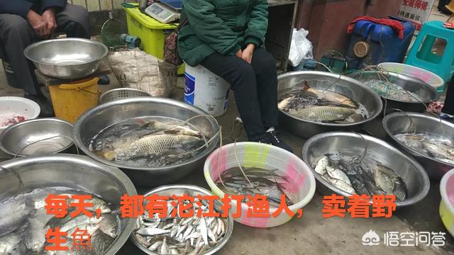 成都东进简州新城,简州新城养马镇松树湾村最新规划