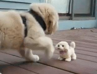 金毛喝醋,金毛喝酸醋