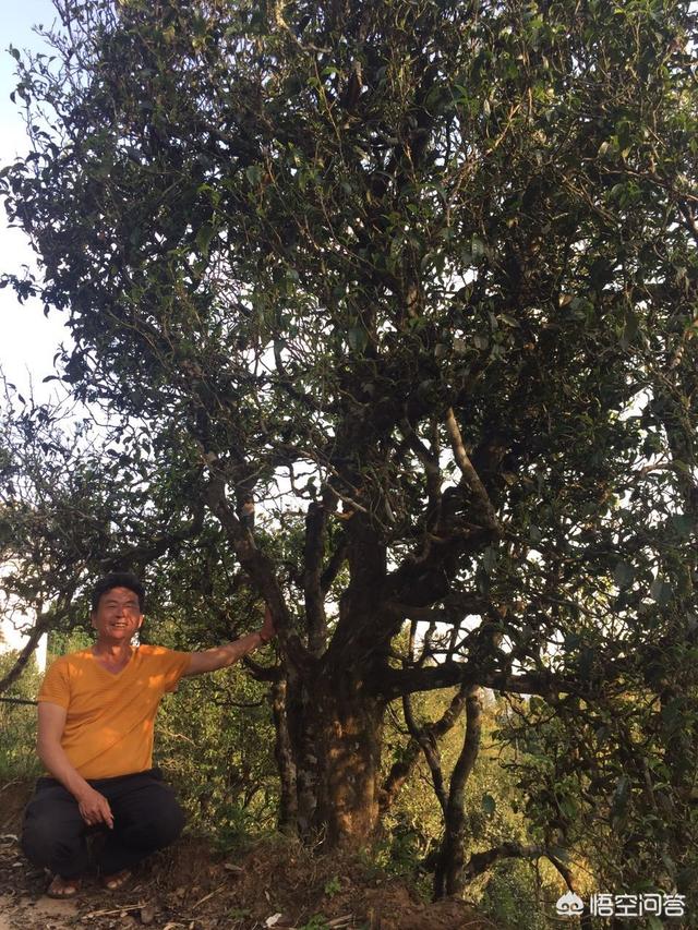 台地茶和高山茶有什么不同,山地茶和台地茶的区别