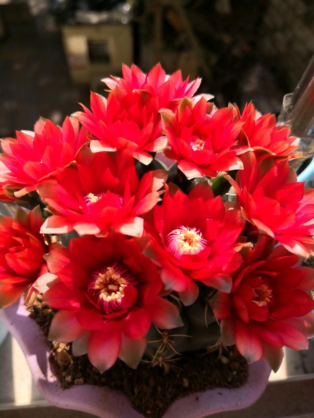 怎样养仙人球才能开花爆盆,仙人球怎么养才能爆盆