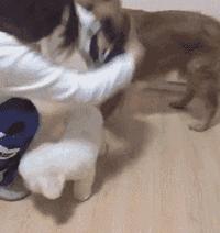 金毛喝醋,金毛喝酸醋