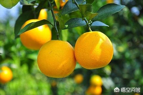 橙子的简介及作用,登乐现场女主唱橙子简介