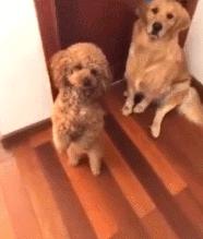 金毛喝醋,金毛喝酸醋