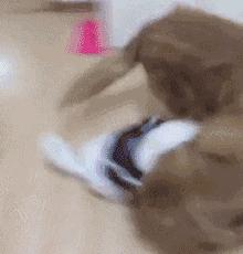 金毛喝醋,金毛喝酸醋