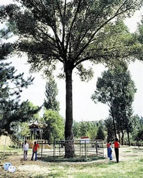 荐读|一棵朱老总亲手种下的杨树,为何长出红五星?