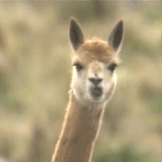 如何自测口腔健康,口腔健康的基本知识