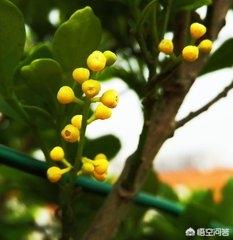 米兰花冬天多少度能安全过冬,米兰花冬季怎么过冬能放室外吗