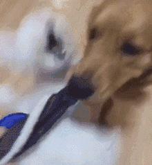 金毛喝醋,金毛喝酸醋