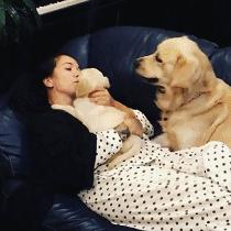 金毛喝醋,金毛喝酸醋