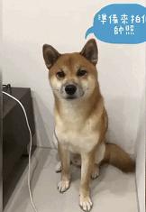 金毛喝醋,金毛喝酸醋