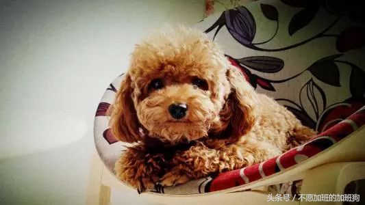 狗被咬如何自救,如何对狗急救