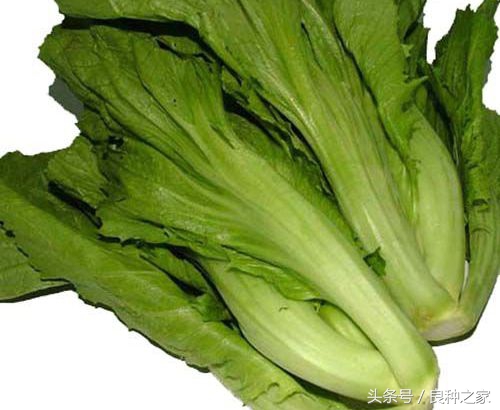 餐桌上常见的本土作物是什么,10种常见的粮食作物