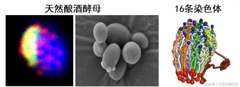 酵母活肤精华是什么牌子,活肤酵母精华