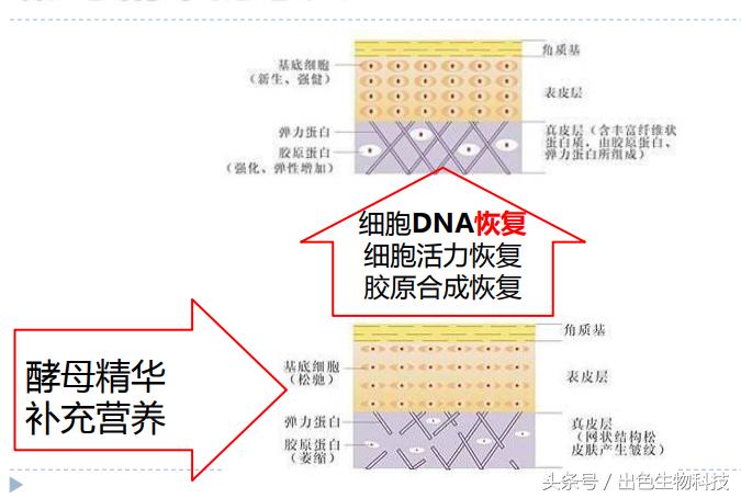 酵母活肤精华是什么牌子,活肤酵母精华