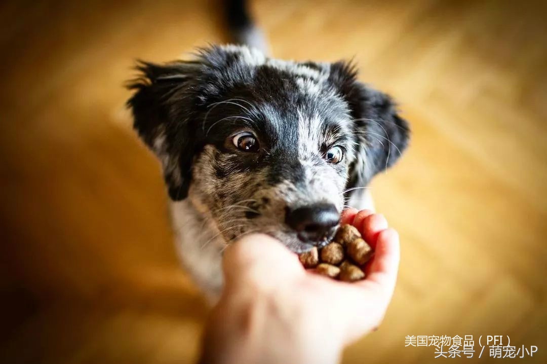 网红狗粮价格表,网红推荐的狗粮