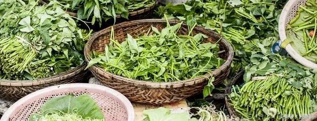 狗狗除了狗粮还可以吃的食物,狗狗除了喂狗粮还可以喂什么