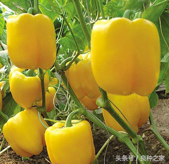 餐桌上常见的本土作物是什么,10种常见的粮食作物