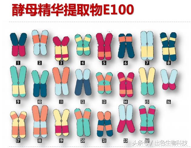 酵母活肤精华是什么牌子,活肤酵母精华