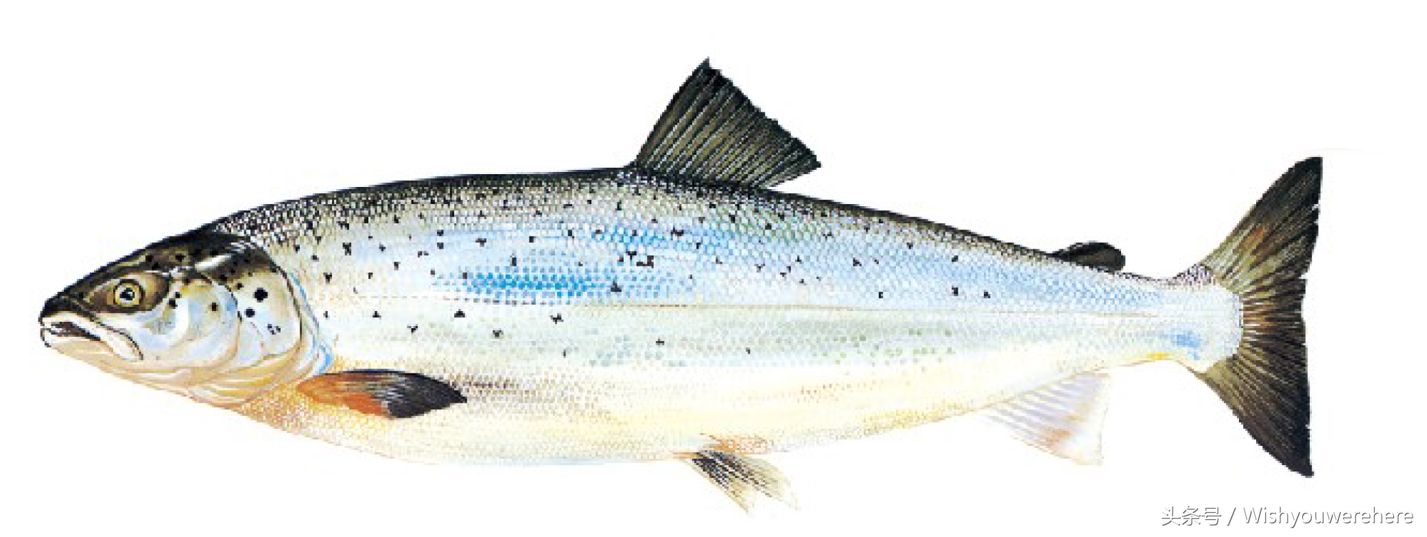 海鲜指南挪威,挪威美食海鲜大餐