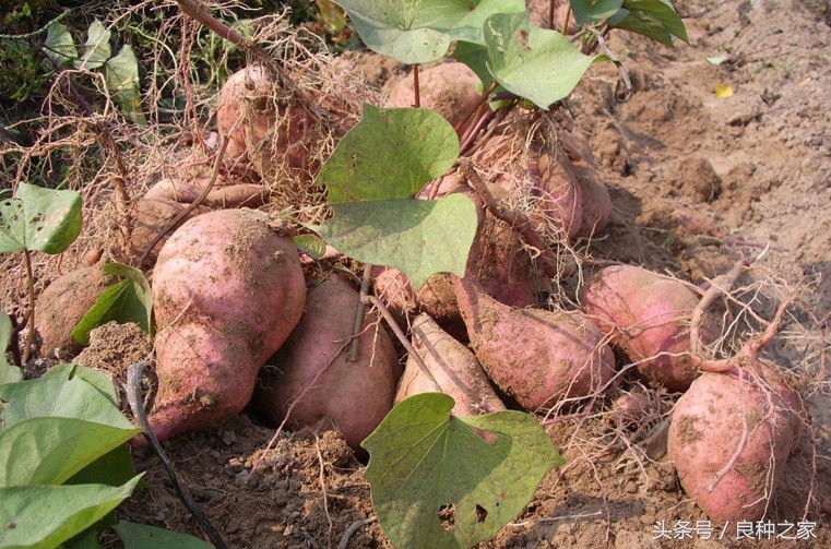 餐桌上常见的本土作物是什么,10种常见的粮食作物
