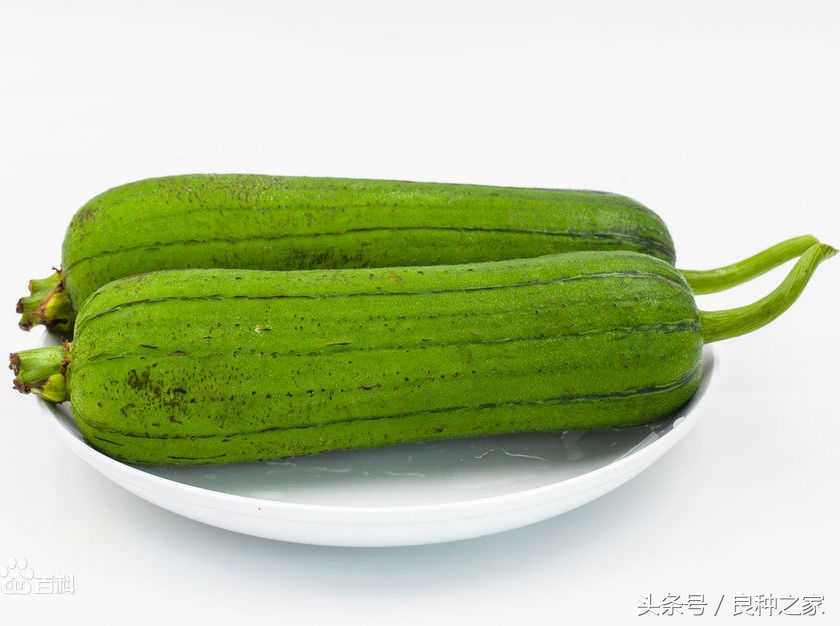 餐桌上常见的本土作物是什么,10种常见的粮食作物