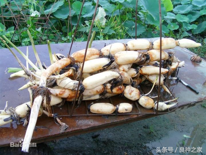 餐桌上常见的本土作物是什么,10种常见的粮食作物