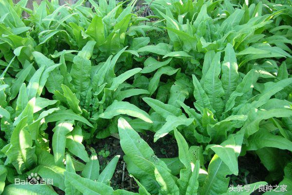 餐桌上常见的本土作物是什么,10种常见的粮食作物