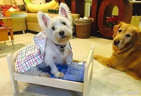 金毛吃起醋来，连自己的孩子都嫉妒