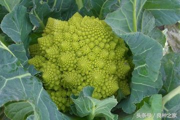 餐桌上常见的本土作物是什么,10种常见的粮食作物