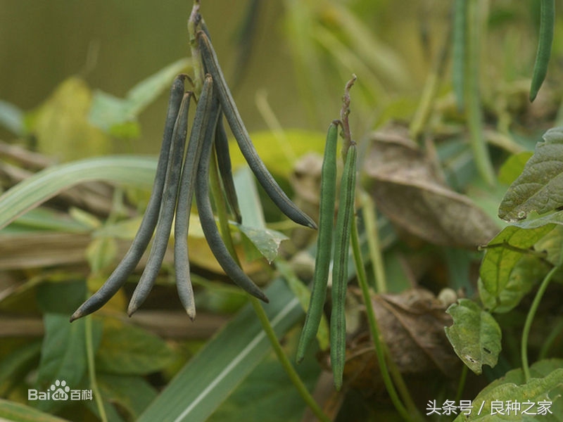 餐桌上常见的本土作物是什么,10种常见的粮食作物