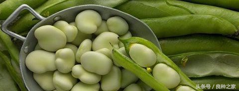 餐桌上常见的本土作物是什么,10种常见的粮食作物