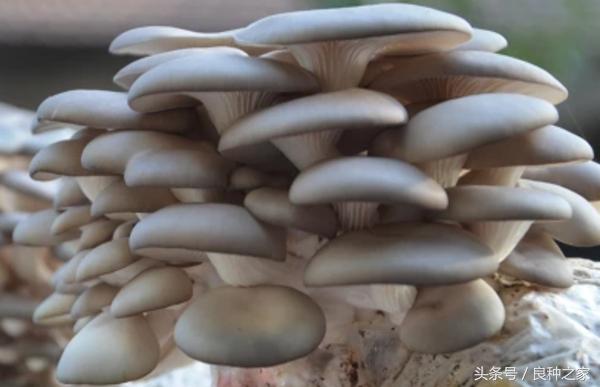 餐桌上常见的本土作物是什么,10种常见的粮食作物