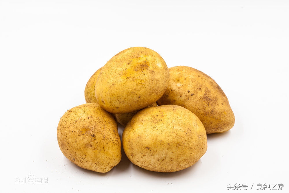 餐桌上常见的本土作物是什么,10种常见的粮食作物