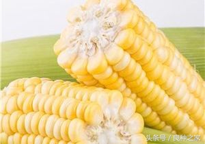 餐桌上常见的本土作物是什么,10种常见的粮食作物