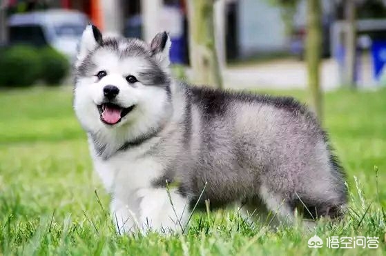 阿拉斯加犬怎么训练听话,如何训练阿拉斯加犬听话