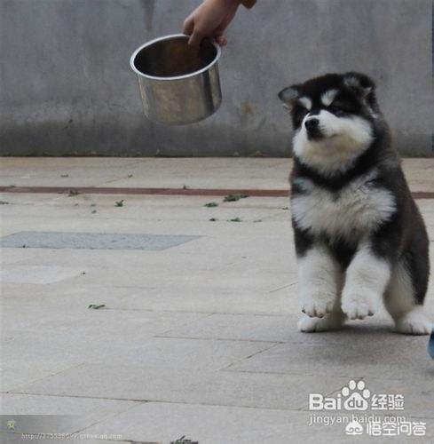 阿拉斯加犬怎么训练听话,如何训练阿拉斯加犬听话