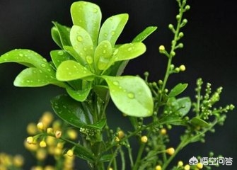 米兰花冬天多少度能安全过冬,米兰花冬季怎么过冬能放室外吗