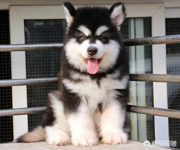 阿拉斯加犬怎么训练听话,如何训练阿拉斯加犬听话