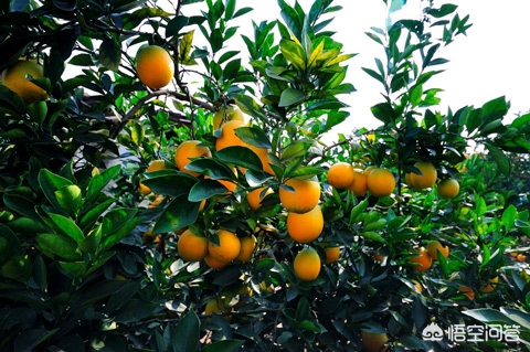 橙子的简介及作用,登乐现场女主唱橙子简介