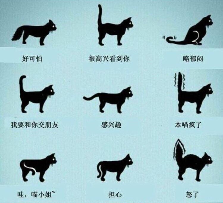 猫咪一看见我就尾巴炸毛,猫咪尾巴炸毛变得很粗是怎么回事