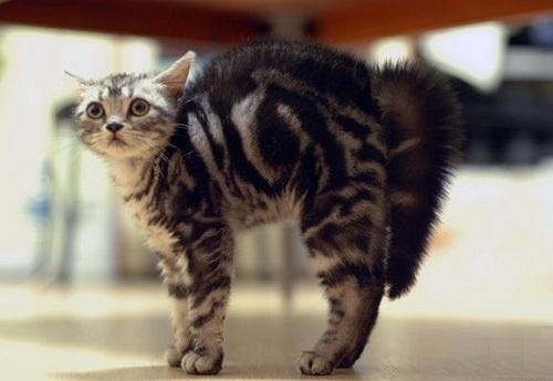 猫咪一看见我就尾巴炸毛,猫咪尾巴炸毛变得很粗是怎么回事