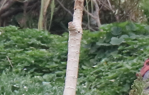 佳能eos1dxmarkiii,佳能eos77d相机使用效果怎么样